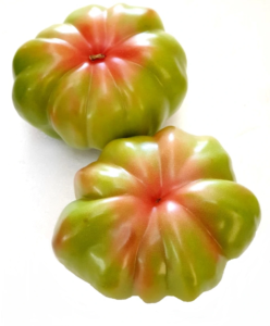 tomate de girona